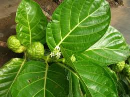 nomi leaf
